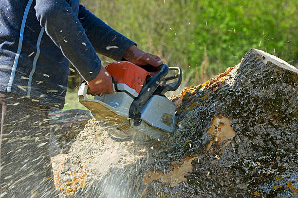 Professional Tree Service in Pembroke Park, FL